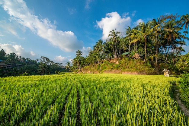 Uma bela vista do campo de arroz Tegalalang localizado em Ubud Bali Indonésia