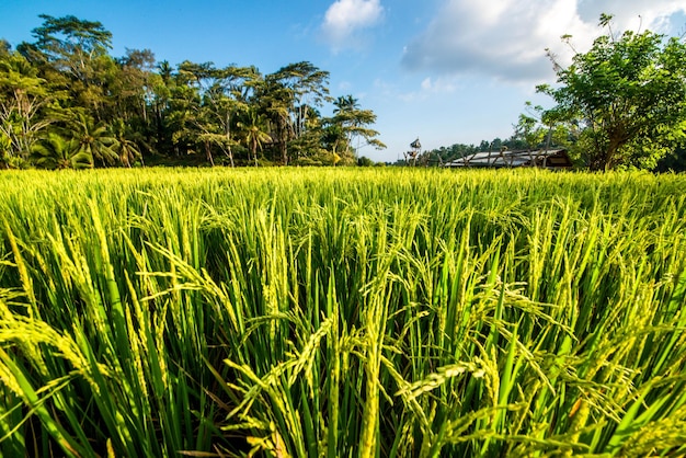 Uma bela vista do campo de arroz tegalalang localizado em ubud bali indonésia