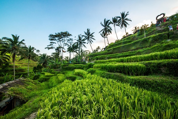 Uma bela vista do campo de arroz Tegalalang localizado em Ubud Bali Indonésia