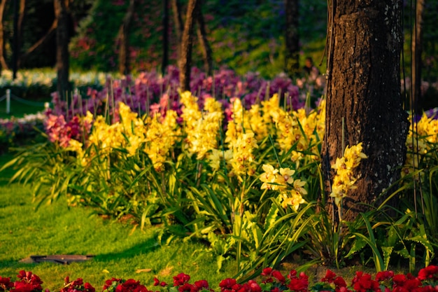 Uma bela vista do Festival das Flores localizado em Chiang Rai Tailândia