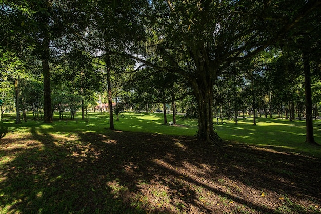 Uma bela vista do Jardim Botânico localizado em Bali Indonésia