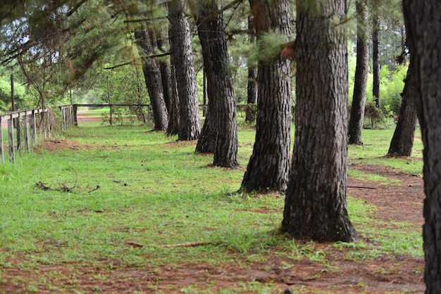 Uma bela vista do jardim botânico localizado em brasília brasil