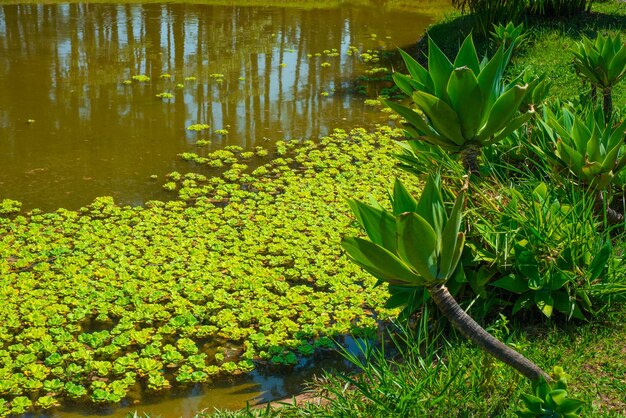 Uma bela vista do Jardim Botânico localizado em Brasília Brasil