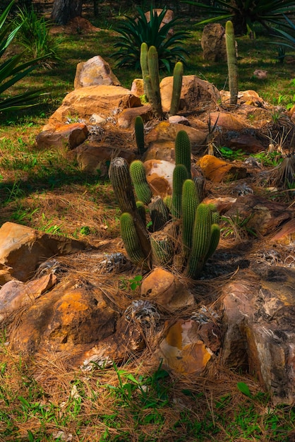 Uma bela vista do Jardim Botânico localizado em Brasília Brasil