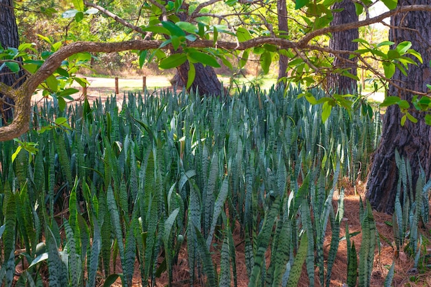 Uma bela vista do Jardim Botânico localizado em Brasília Brasil