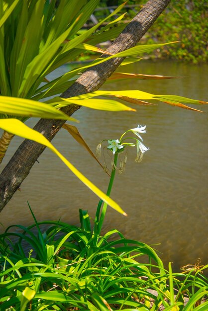 Uma bela vista do Jardim Botânico localizado em Brasília Brasil