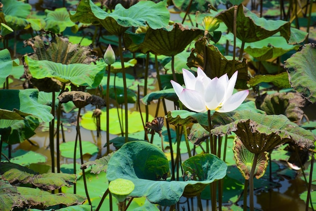 Uma bela vista do lotus flower field localizado em siem reap camboja