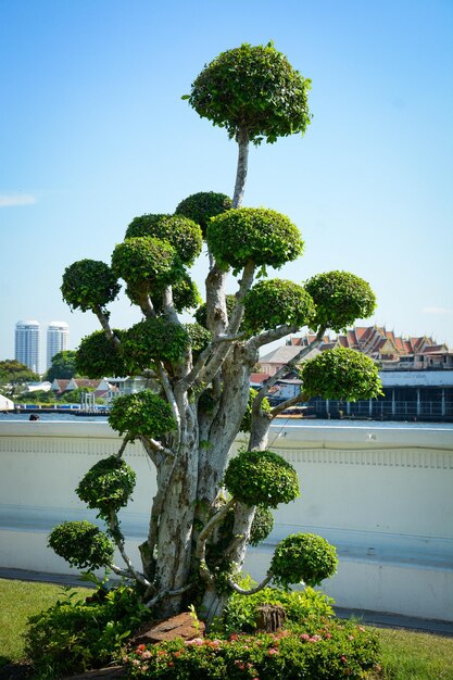 Uma bela vista do templo Wat Arun localizado em Bangkok Tailândia