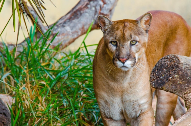 Foto uma bela vista do tigre no zoológico de brasília brasil