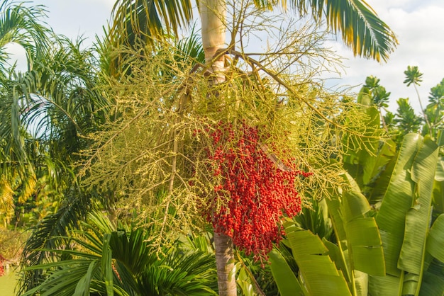 Uma bela vista dos jardins da baía localizada em Cingapura