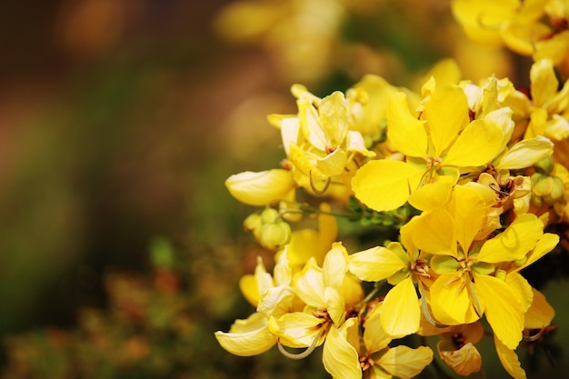 Uma bela vista em close da flor Senna bicapsularis.