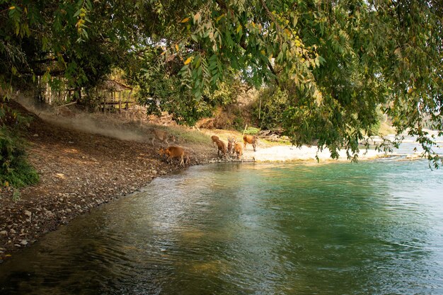 Foto uma bela vista panorâmica da cidade de vang vieng no laos