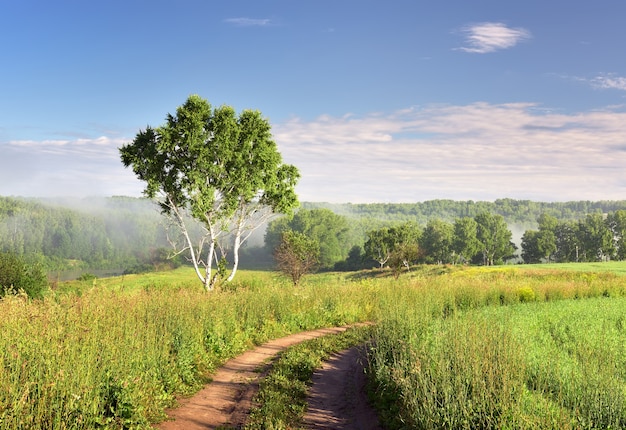 uma bétula sob um céu azul uma estrada rural em um prado verde neblina no horizonte natureza da sibéria