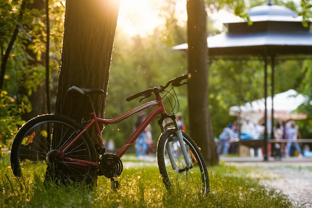 Uma bicicleta vermelha fica perto de uma árvore no parque de verão ao pôr do sol, telefoto