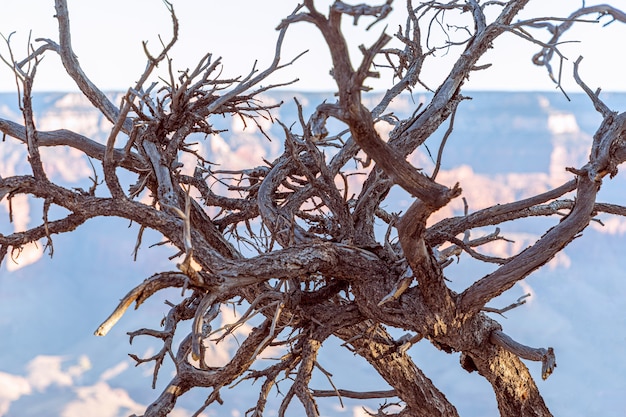 Uma bola de galhos secos de árvore no Grand Canyon