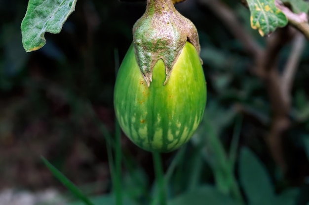 Uma bolota verde está pendurada em um galho.