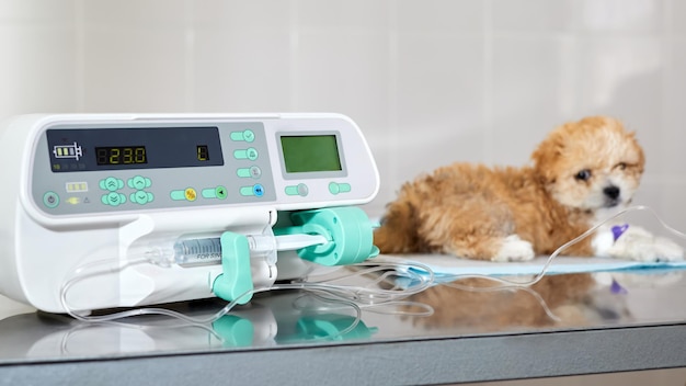 Uma bomba de infusão é usada para injeção lenta de medicamento em um cachorro Maltipoo doente na clínica veterinária