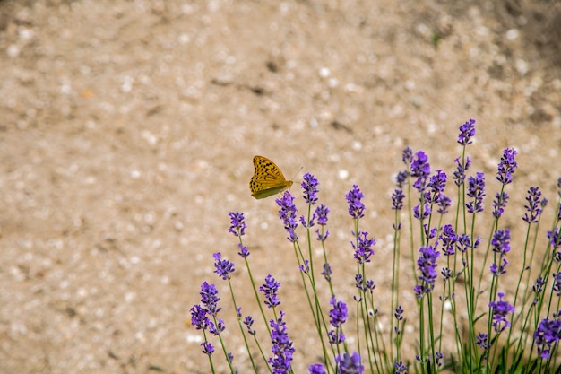 Uma borboleta amarelo-laranja senta-se em flores roxas de lavanda brilhantes. . Foto de alta qualidade