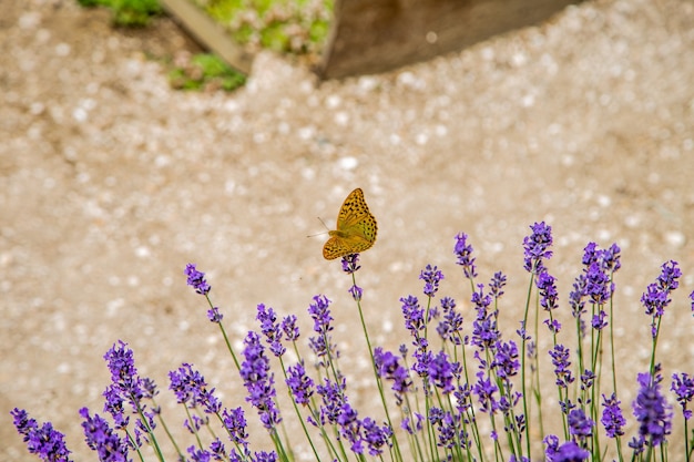 Uma borboleta amarelo-laranja senta-se em flores roxas de lavanda brilhantes. . Foto de alta qualidade