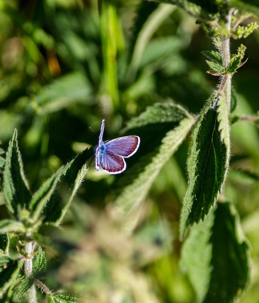 Uma borboleta azul colocada em uma planta