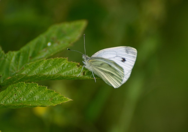 Uma borboleta branca de veias verdes pieris napi senta-se em uma folha de framboesa em um dia de verão