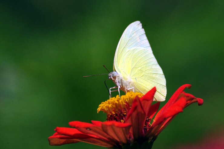 Foto uma borboleta branca senta-se em uma flor vermelha.