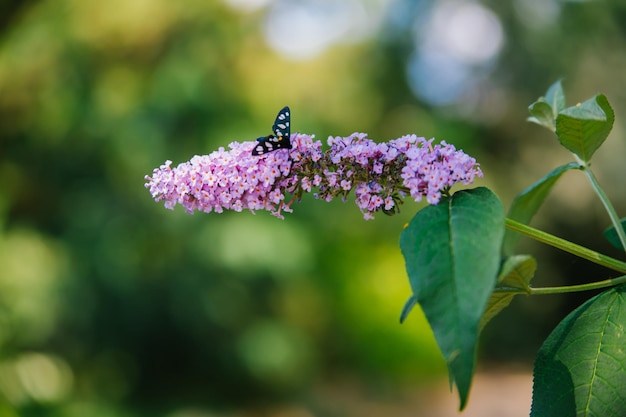 Uma borboleta coletando pólen de uma budlea roxa ou flor Budlea também conhecida como arbusto de borboletaUm belo arbusto no jardim