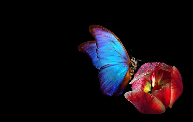 uma borboleta com asas vermelhas e azuis senta-se em um fundo preto.