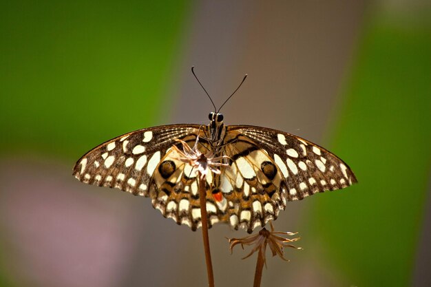 Uma borboleta com o número 2 nela