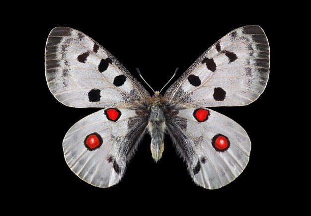 Uma borboleta com olhos vermelhos e olhos vermelhos é mostrada com um ponto vermelho.