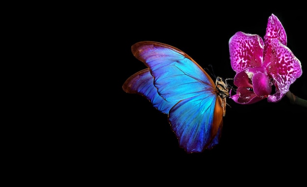 Uma borboleta com um fundo azul e roxo