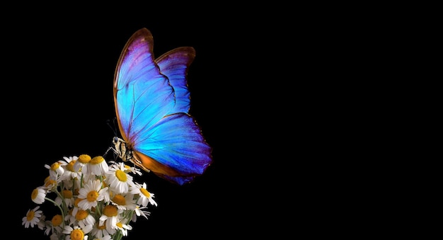 Uma borboleta com um fundo preto com uma borboleta azul e amarela