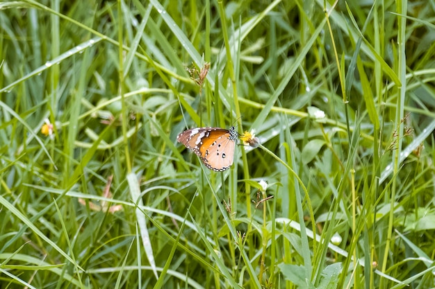 Foto uma borboleta comum descansando em um campo de margaridas de verão