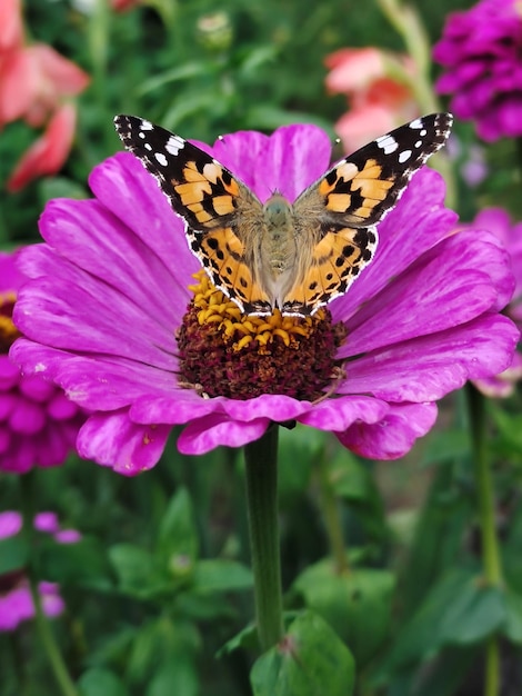 Uma borboleta de mogno senta-se em uma flor rosa vista traseira fundo desfocado