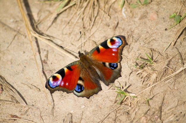 Uma borboleta de pavão no chão no campo