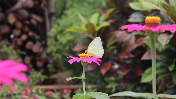Foto uma borboleta de repolho branco que suga o néctar de uma flor de zínia