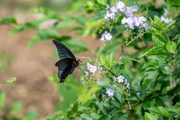 Uma borboleta descansando em uma flor