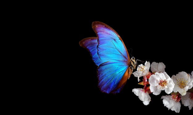 uma borboleta é mostrada em uma flor com um fundo preto.