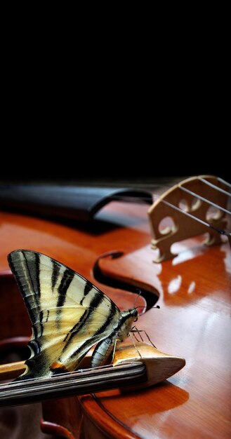 uma borboleta e uma borboleta em um violino