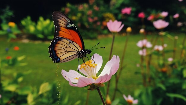 Foto uma borboleta em cima de uma flor a chupar mel.