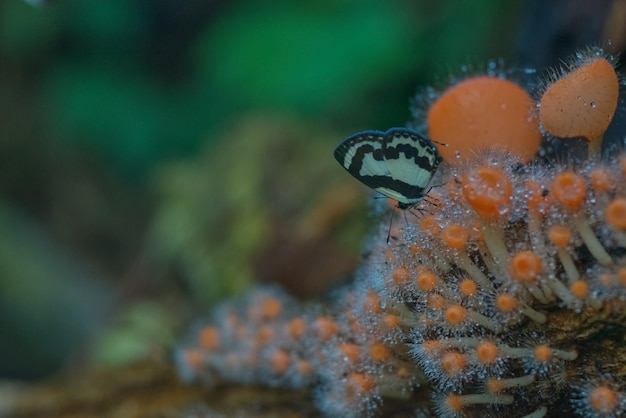 Uma borboleta em cogumelo laranja com fundo verde desfocado de bolha