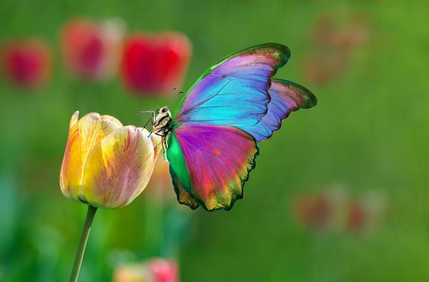 uma borboleta em uma flor em um campo de flores vermelhas e amarelas.