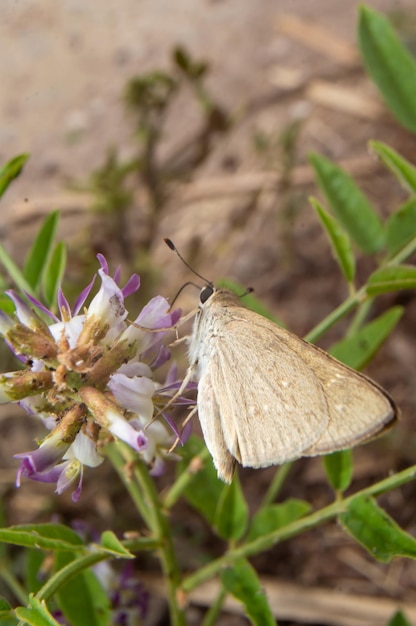 Foto uma borboleta em uma flor no deserto