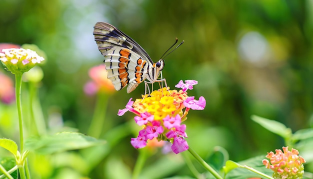 Uma borboleta em uma flor no jardim