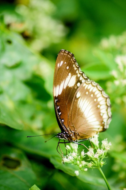 Uma borboleta em uma flor no jardim