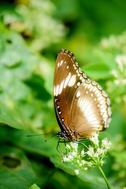 Uma borboleta em uma flor no jardim