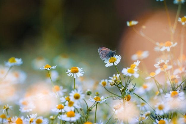 Uma borboleta em uma margarida em um jardim de fadas