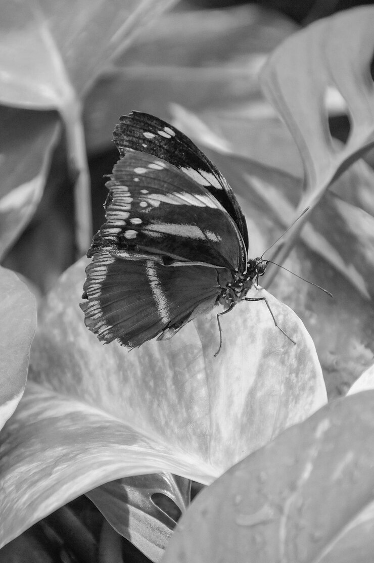 Foto uma borboleta está em uma flor com um fundo preto e branco