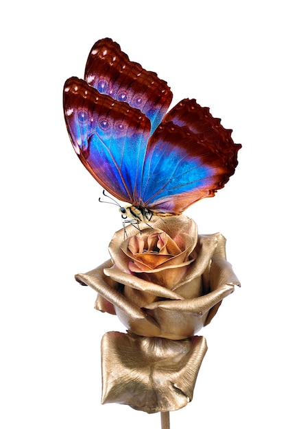 Foto uma borboleta está em uma flor e é mostrada com uma borboleta nela.