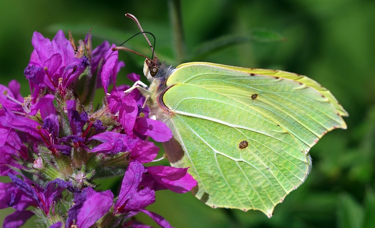 Foto uma borboleta está em uma flor roxa